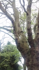 Platanus × hispanica