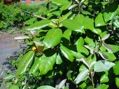 Elaeagnus macrophylla
