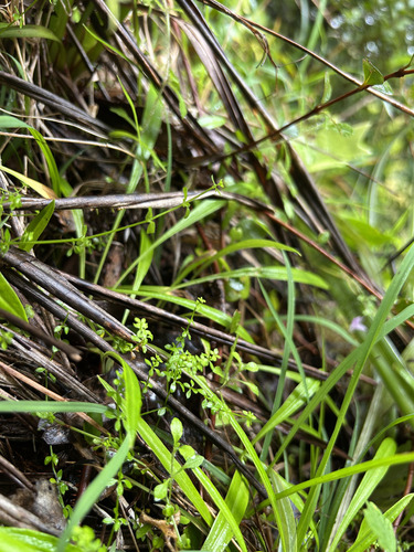 Galium propinquum observed 2026-07-08
