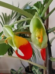 Impatiens niamniamensis
