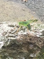 Tettigonia orientalis