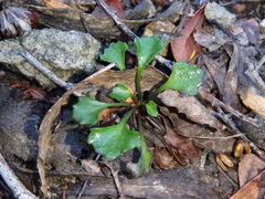 Viola sieberiana