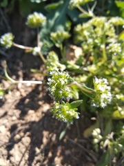 Valerianella turgida