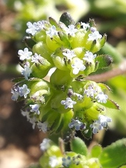 Valerianella turgida
