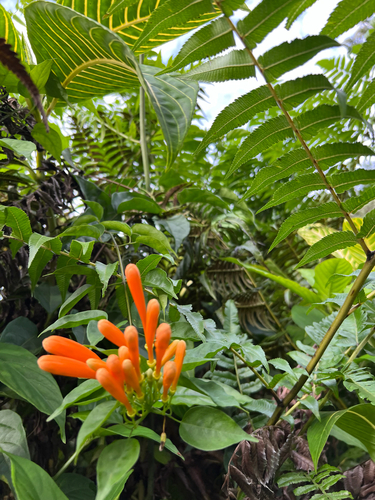 Pyrostegia venusta observed 2025-12-30