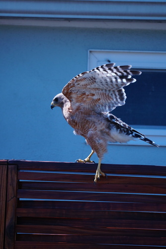 Red-shouldered Hawk