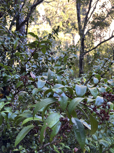 Metrosideros albiflora, photograph 2