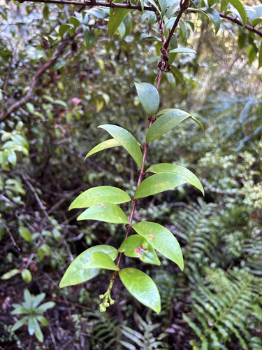 Metrosideros albiflora, photograph 3