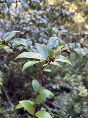 Metrosideros albiflora, photograph 1