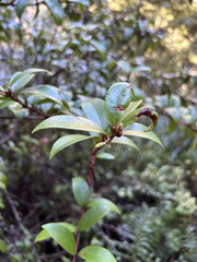 Metrosideros albiflora