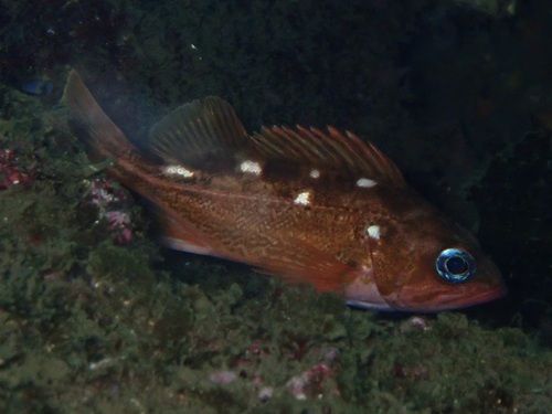 Honeycomb rockfish (Sebastes umbrosus) — Sebastidae — 4