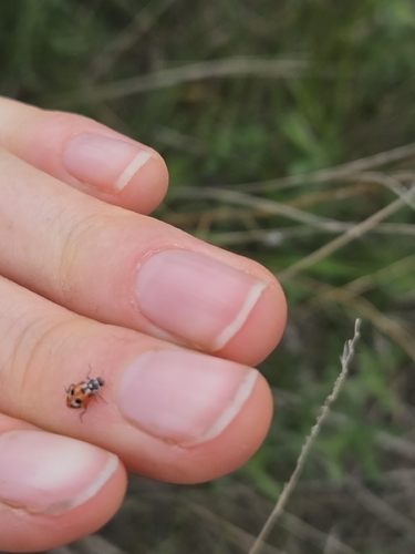 Parenthesis Lady Beetle