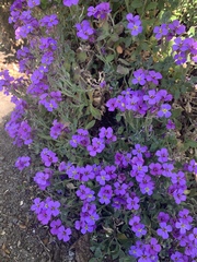 Aubrieta deltoidea