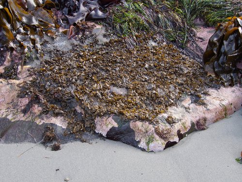 Phaeostrophion irregulare observed 2026-07-14