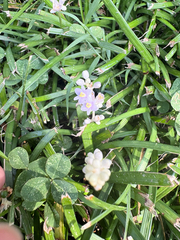 Liriope spicata