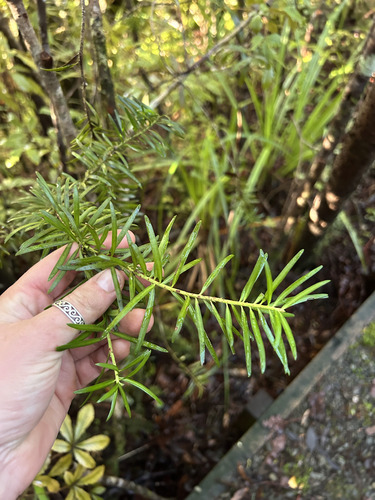 Halocarpus kirkii, photograph 3