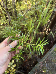 Halocarpus kirkii, photograph (c) Hannah Whittall, some rights reserved (CC BY)