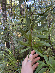 (c) Hannah Whittall, some rights reserved (CC BY) Pittosporum kirkii, photograph (c) Hannah Whittall, some rights reserved (CC BY)