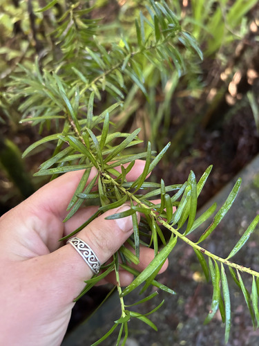 Halocarpus kirkii, photograph 4