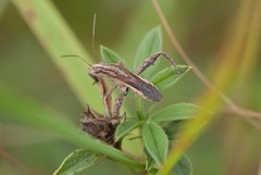 Tenosius proletarius