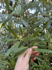 (c) Hannah Whittall, some rights reserved (CC BY) Pittosporum kirkii, photograph (c) Hannah Whittall, some rights reserved (CC BY)