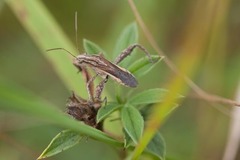 Tenosius proletarius