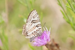 Cigaritis natalensis