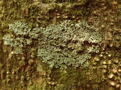 Pannaria minutiphylla