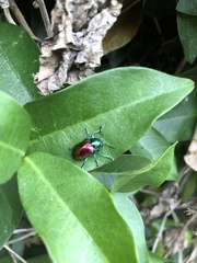 Platycorynus sauteri