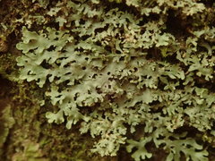 Pannaria minutiphylla