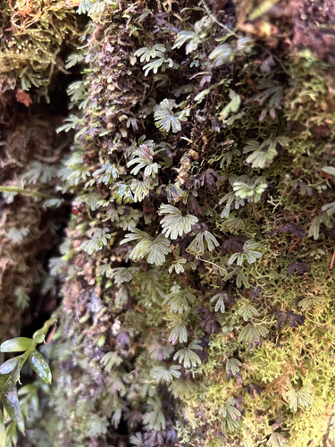 Hymenophyllum lyallii observed 2026-07-08