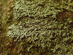 Pannaria minutiphylla