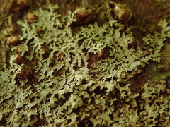 Pannaria minutiphylla