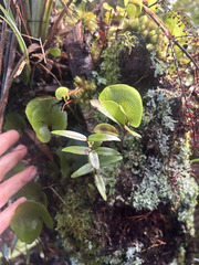 Metrosideros parkinsonii