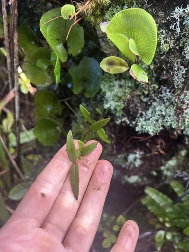 Metrosideros parkinsonii, photograph 2