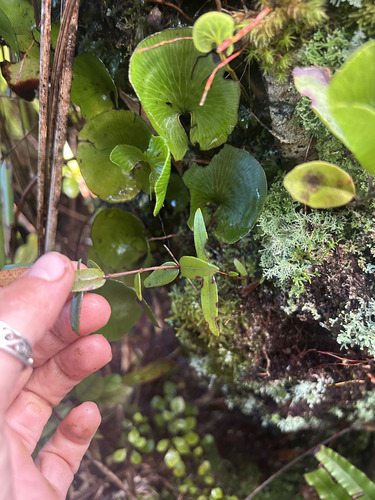Metrosideros parkinsonii, photograph 3