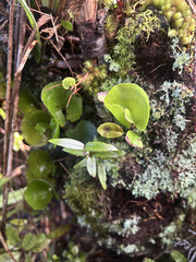 Metrosideros parkinsonii, photograph (c) Hannah Whittall, some rights reserved (CC BY)