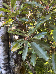 Quintinia serrata, photograph (c) Hannah Whittall, some rights reserved (CC BY)