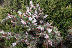 Caragana jubata, photograph (c) Morten Ross, some rights reserved (CC BY)