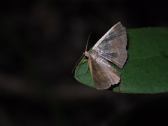 Serratophyga