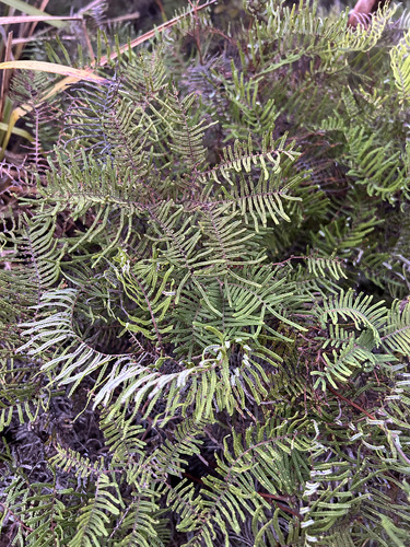 Gleichenia inclusisora (Gleichenia inclusisora)