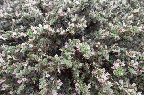 Caragana jubata, photograph 2
