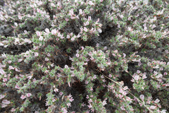 Caragana jubata, photograph (c) Morten Ross, some rights reserved (CC BY)