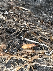 Talitroides topitotum