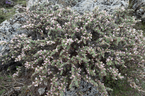 Caragana jubata, photograph 3
