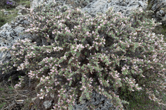 Caragana jubata, photograph (c) Morten Ross, some rights reserved (CC BY)