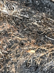 Talitroides topitotum