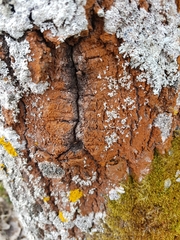 Trentepohlia umbrina