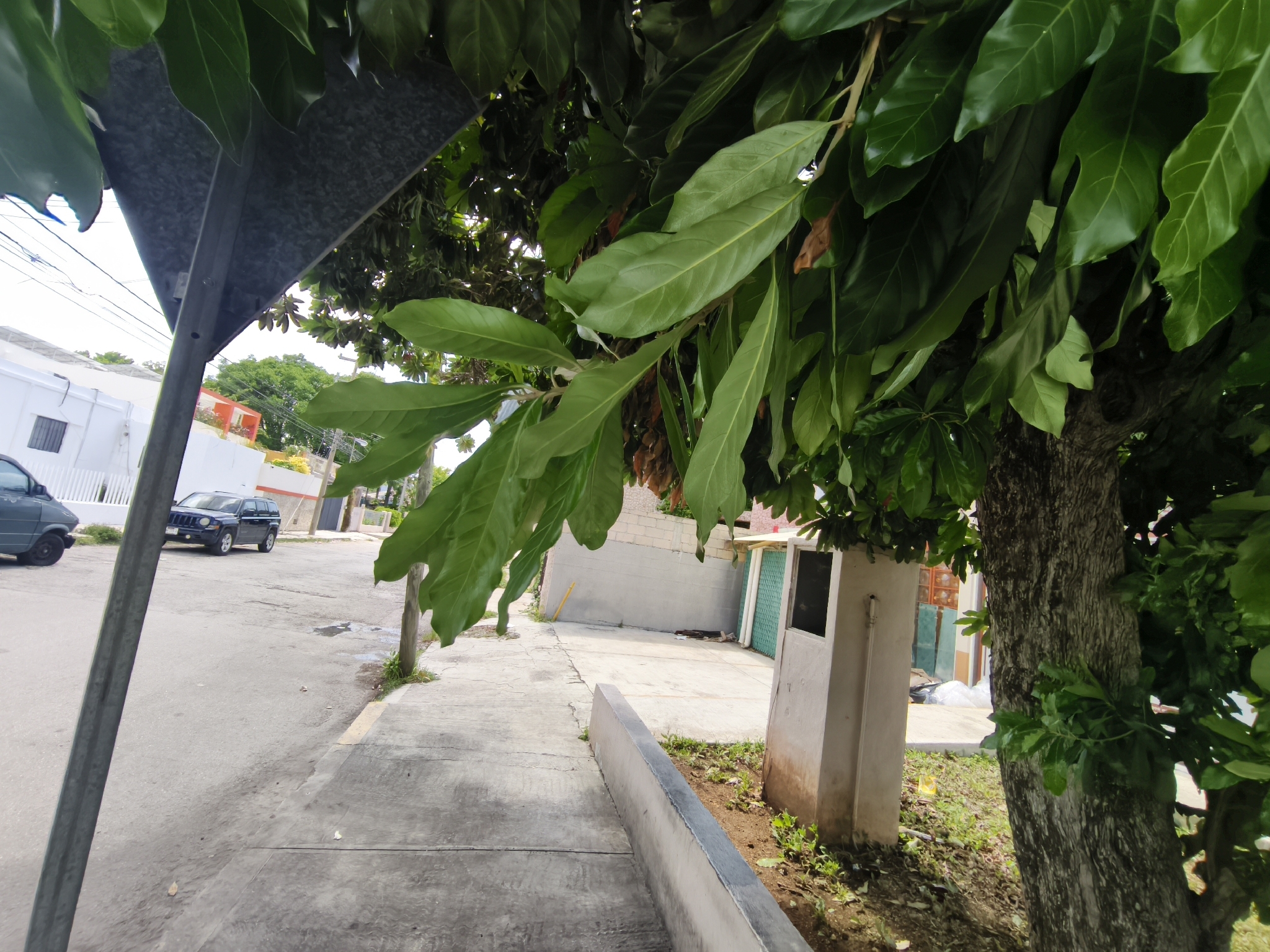 Imagem de abiurana