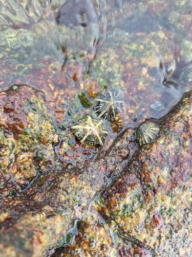 Siphonaria sirius observed 2026-07-17